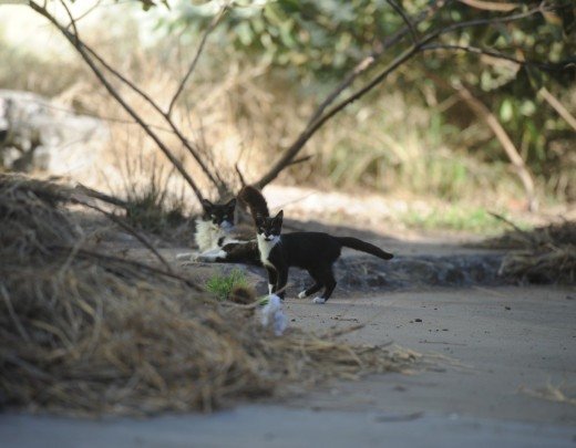 Gatos de rua abrigados em terreno no centro de BH