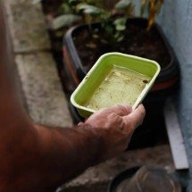 El Niño pode aumentar casos de chikungunya e dengue no Brasil -  Fernando Frazão/Agência Brasil