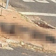 Vingança cruel: homem mata cão da ex para causar "terror psicológico" - Redes Sociais/Reprodução