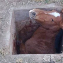 Égua cai em cisterna e quebra pata em Santa Luzia