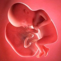 Lixo hospitalar ou remédio milagroso? Como entender o tráfico de placentas humanas - FIA