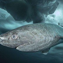 Longevidade: o que um tubarão que vive 400 anos pode nos ensinar sobre isso - Alamy