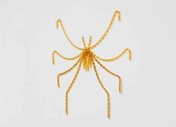 'Artr&oacute;pode': aranha criada com sach&ecirc;s de mel remete ao fluxo de energia e &agrave; complexidade ecol&oacute;gica  -  (crédito: Julia Thompson/Divulga&ccedil;&atilde;o)