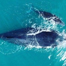 Prado: onde as baleias-jubarte escrevem o espetáculo da natureza - Prefeitura de Prados/Divulgação
