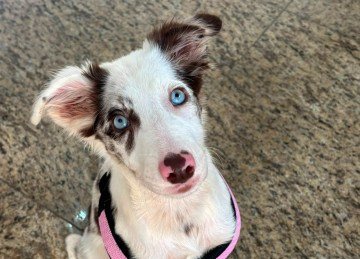 Cadela de 7 meses foi encontrada morta após entrar em residência de vizinho; Polícia Civil investiga o caso -  (crédito: Reprodução/Arquivo Pessoal de Nívia Martins Jesus)