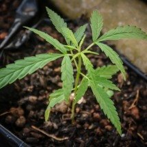 PM encontra 57 pés de maconha em BH, e suspeito alega 'uso medicinal' - PxHere/Reprodução