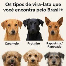 Dia do Vira-Lata: psicóloga dá dicas para uma adoção responsável - WIKIMEDIA COMMONS