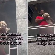 Cachorro é levado pelo vendaval e aparece no telhado do vizinho - Tupi