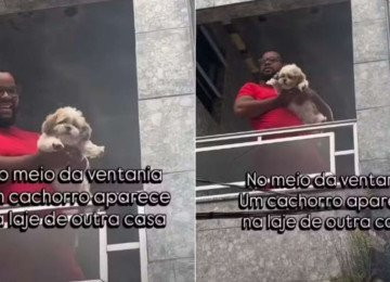 Vídeo: cachorro é levado pelo vendaval e aparece em telhado na casa do vizinho em Caxias -  (crédito: Tupi)
