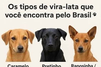 Antes da adoção, é importante avaliar quanto tempo, presença e disposição é possível oferecer -  (crédito: WIKIMEDIA COMMONS)