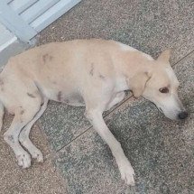 Cachorro espera dono na porta de hospital mesmo após a morte do tutor