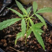 Justiça declara prisão ilegal e devolve cannabis medicinal apreendida em BH - PxHere/Reprodução