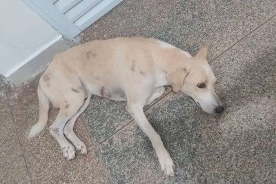 Faraó, o cão resgatado que aguardava o tutor em hospital, recebe agora cuidados e busca nova família
 -  (crédito: Prefeitura de Porto Velho)