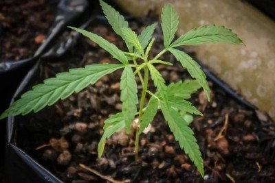 PM encontra plantação com 57 pés de maconha em casa de BH  -  (crédito: PxHere/Reprodução)