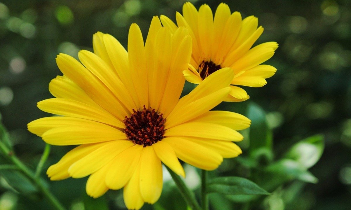 Amarelo
A cor do Sol, dos girassóis e de diversas flores é facilmente ligada à luz e à alegria. Na cromoterapia, representa otimismo, confiança, clareza mental e estímulo ao raciocínio. -  (crédito: Imagem de armennano por Pixabay

)