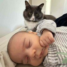Toxoplasmose na gravidez: quem tem gato precisa se preocupar?  - Magnific