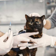 Sabará terá vacinação antirrábica para cães e gatos neste sábado - Freepik/Divulgação