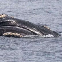 Baleia-franca e filhote são vistos no Arpoador com rede de pesca na cabeça - Tupi