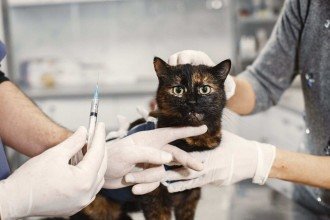 Sabará terá vacinação antirrábica para cães e gatos neste sábado