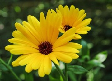 Amarelo
A cor do Sol, dos girassóis e de diversas flores é facilmente ligada à luz e à alegria. Na cromoterapia, representa otimismo, confiança, clareza mental e estímulo ao raciocínio. -  (crédito: Imagem de armennano por Pixabay

)