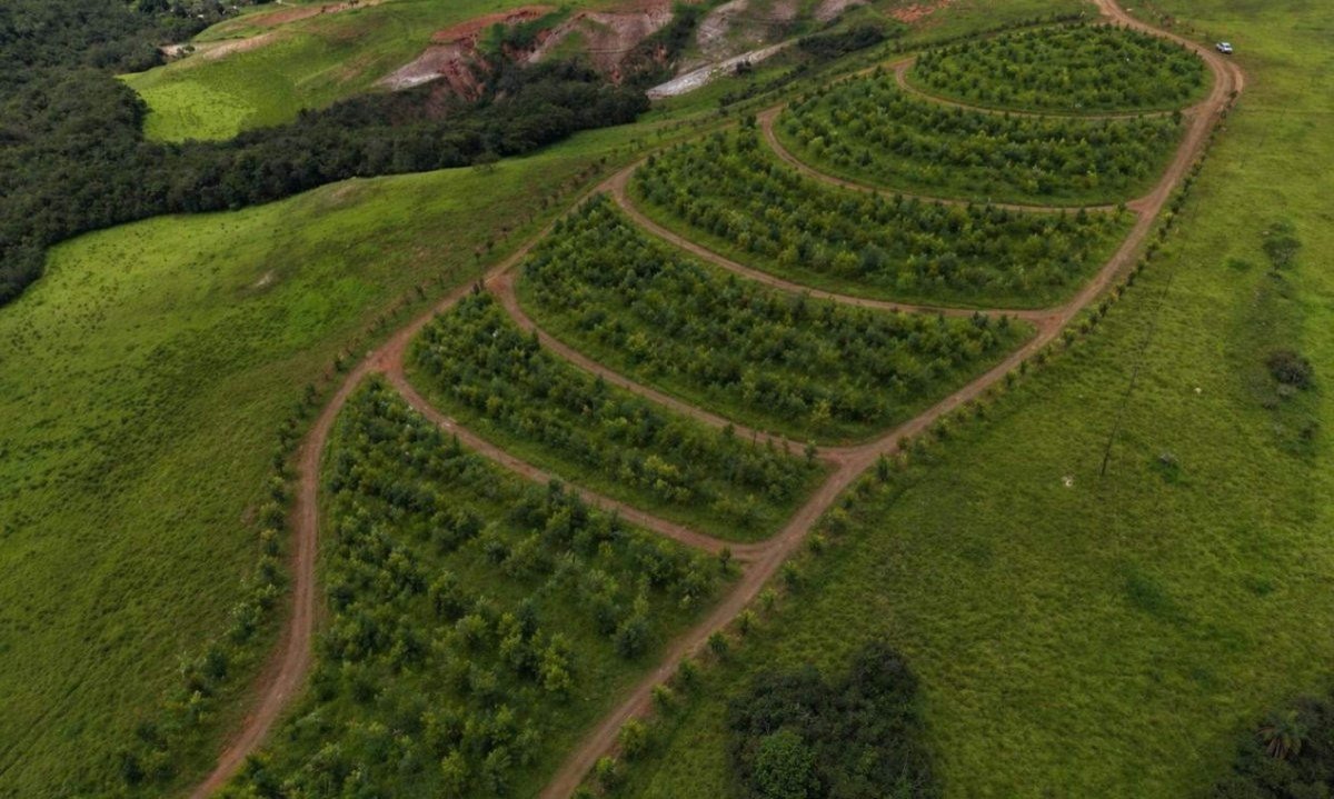 (Revegetação) Cobertura vegetal consolidada — ativo ambiental restaurado.
-Vitor Sousa