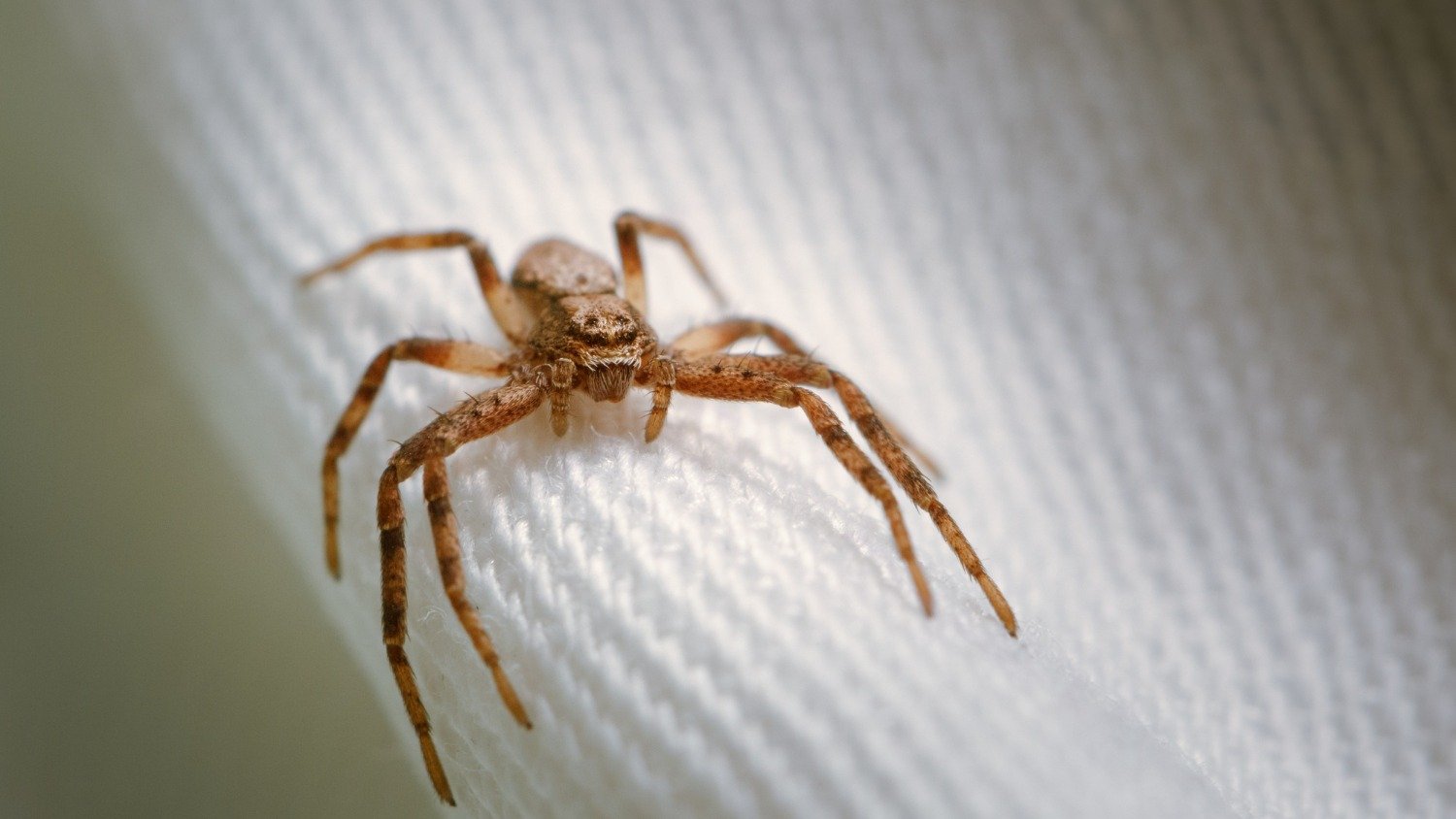A import&acirc;ncia de identificar aracn&iacute;deos e os riscos de picadas &eacute; destaque na mat&eacute;ria, que aborda a aranha-marrom -  (crédito: Freepik)