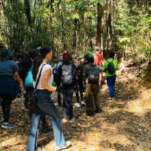 Parente da batata, planta invasora é retirada por mutirão de museu da UFMG