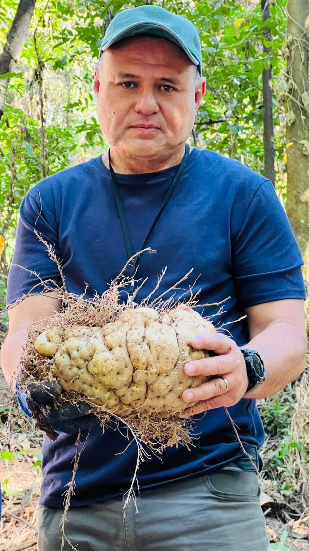 Planta pode ser encontrada em forma de 'batata' embaixo da terra