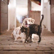 Gato ou cachorro: o que diz o seu signo sobre essa escolha?