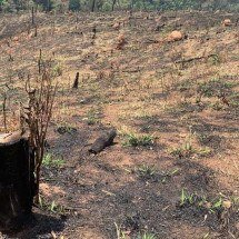 Calor e tempo seco aumentam risco de queimadas em Minas - Mateus Parreiras/EM/DA.Press