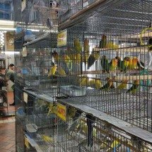 BH: Câmara aprova projeto que dá fim a tradição polêmica no Mercado Central - Jair Amaral/EM/D.A Press