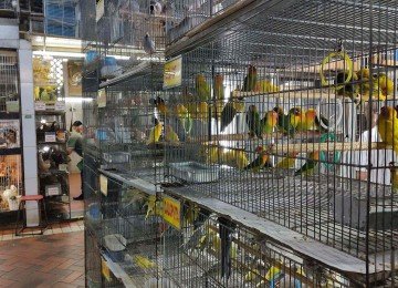 Fim da comercializa&ccedil;&atilde;o de animais no Mercado Central &eacute; uma demanda antiga das entidades de prote&ccedil;&atilde;o &aacute; causa animal
       -  (crédito: Jair Amaral/EM/D.A Press)
