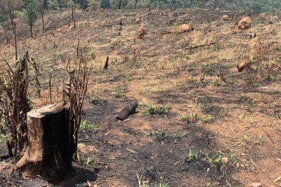 Redução da ocorrência de chuvas em Minas aumenta o risco de queimadas e incêndios em áreas de vegetação -  (crédito: Mateus Parreiras/EM/DA.Press)