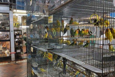 Fim da comercializa&ccedil;&atilde;o de animais no Mercado Central &eacute; uma demanda antiga das entidades de prote&ccedil;&atilde;o &aacute; causa animal
       -  (crédito: Jair Amaral/EM/D.A Press)