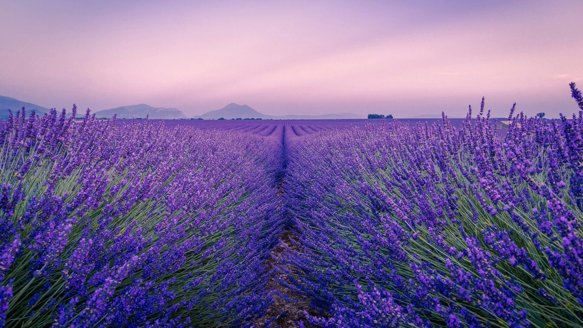 Os deslumbrantes campos de lavanda da Provence, um dos destinos franceses para quem busca fugir do &oacute;bvio e apreciar a natureza -  (crédito: Freepik)