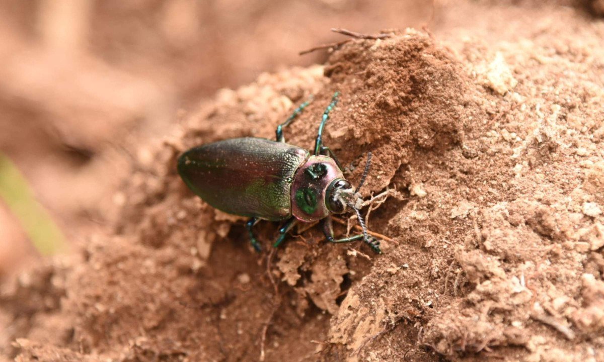 Euchroma gigantea, conhecido popularmente como besouro-metálico, mãe-do-sol, olho-de-sol, vaca-loira ou besouro-joia-gigante - (crédito: Gladyston Rodrigues/EM/DA.Press)