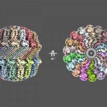 Contaminação leva à descoberta de nova estrutura que infecta bactérias  - Cristiane R. Guzzo e Davi G. S. Merighi