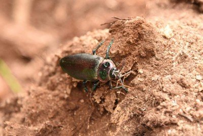 Euchroma gigantea, conhecido popularmente como besouro-metálico, mãe-do-sol, olho-de-sol, vaca-loira ou besouro-joia-gigante -  (crédito: Gladyston Rodrigues/EM/DA.Press)