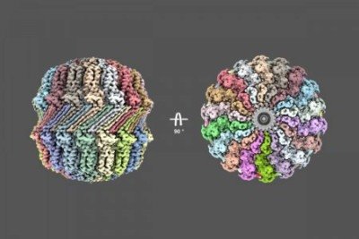 Reconstrução tridimensional da cápsula formada por 36 cópias da proteína viral YfdQ; cada cor representa uma molécula de YfdQ -  (crédito: Cristiane R. Guzzo e Davi G. S. Merighi)
