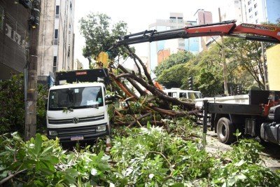&Aacute;rvore de grande porte cai na Rua Sergipe, esquina com a Avenida Crist&oacute;v&atilde;o Colombo, na Savassi, na Regi&atilde;o Centro-Sul de BH -  (crédito: Gladyston Rodrigues/EM/DA Press)