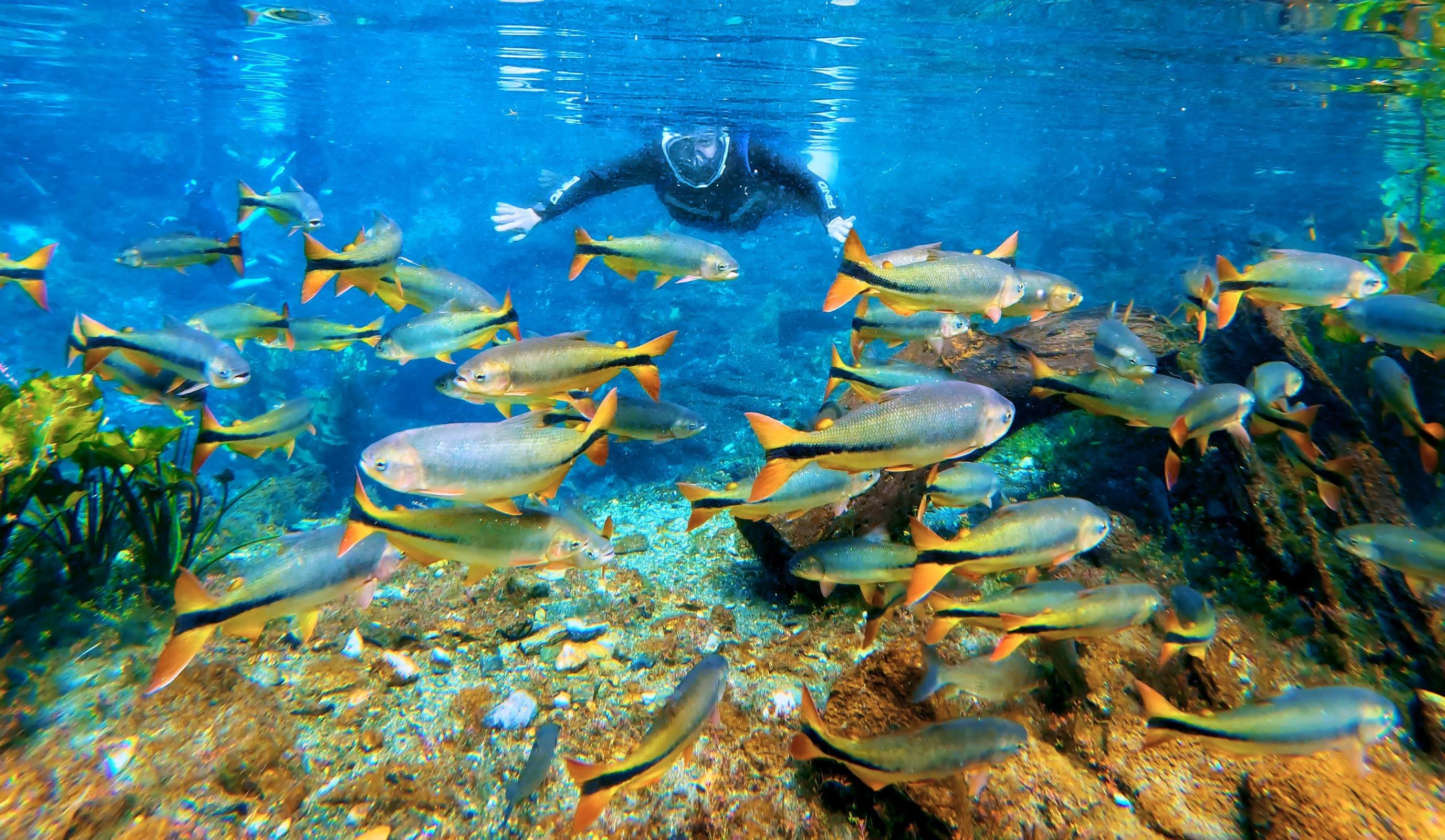 Entre peixes, luz e &aacute;guas cristalinas, Bonito revela sua beleza debaixo d&rsquo;&aacute;gua-Nascente Azul/Divulga&ccedil;&atilde;o