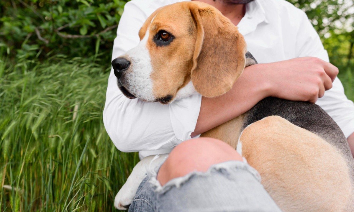 Cachorros podem reduzir em sintomas de ansiedade e melhorar a autoeficácia e o autocontrole dos pacientes - (crédito: magnific)