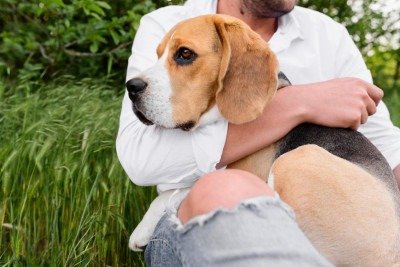 Cachorros podem reduzir em sintomas de ansiedade e melhorar a autoeficácia e o autocontrole dos pacientes -  (crédito: magnific)