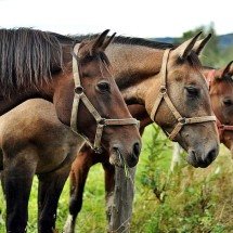 Grande BH: carreta e carro atropelam três cavalos e deixam dois feridos - PicPik/Reprodução