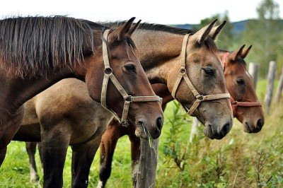 Três cavalos são atropelados por carreta e carro na MG-424 - (Imagem ilustrativa) -  (crédito: PicPik/Reprodução)