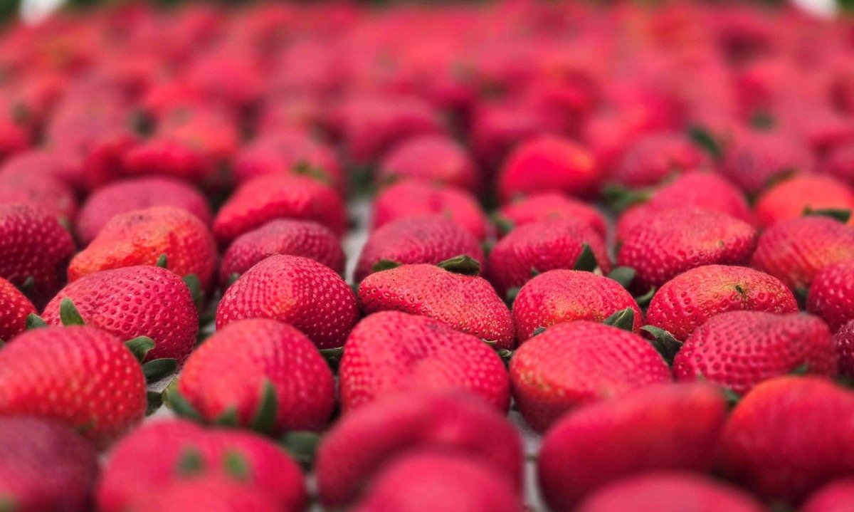 Festa de Flores e Morangos realiza 44ª edição em Atibaia - (crédito: DINO)