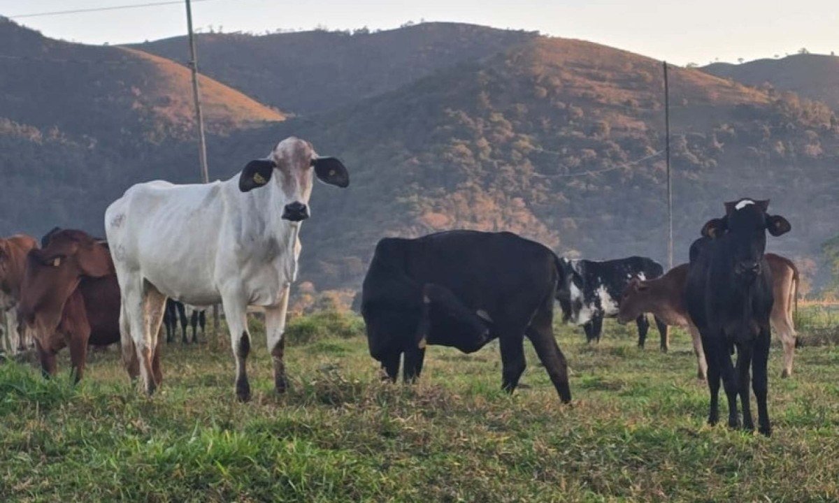 O crime de abigeato é caracterizado pelo furto de animais de produção, como o gado bovino - (crédito: PCMG)