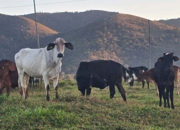 O crime de abigeato é caracterizado pelo furto de animais de produção, como o gado bovino -  (crédito: PCMG)