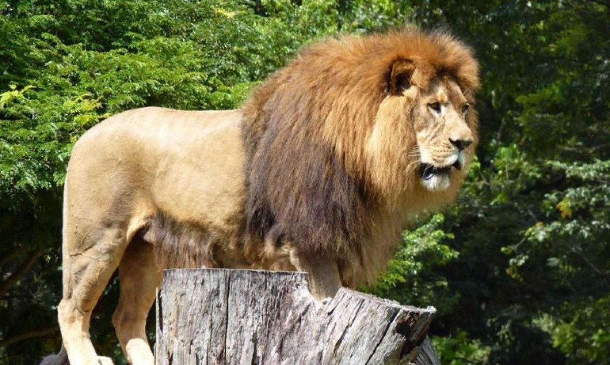 Zoológico de BH promove atividade sobre mamíferos exóticos neste domingo - (crédito: Suziane Brugnara/PBH)