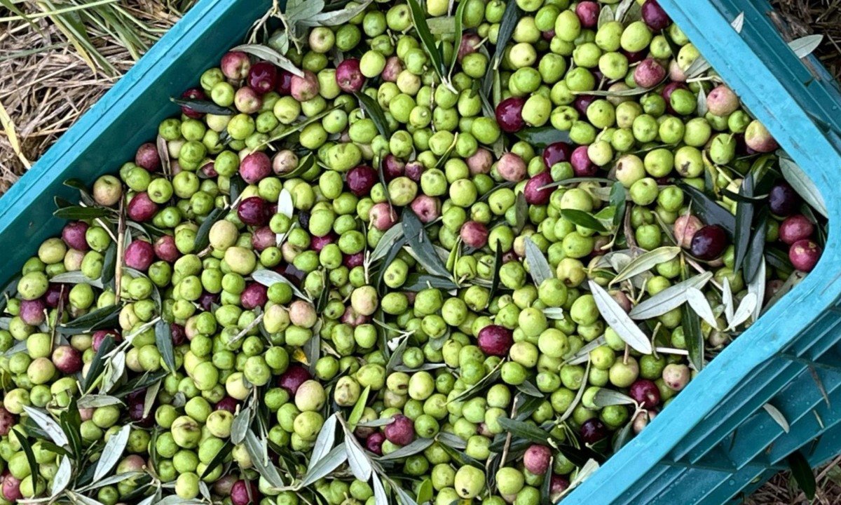 A altitude de 1.300 metros favorece a produ&ccedil;&atilde;o de azeitonas que formam o blend do Azeite da Pedra 